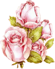 des roses rose